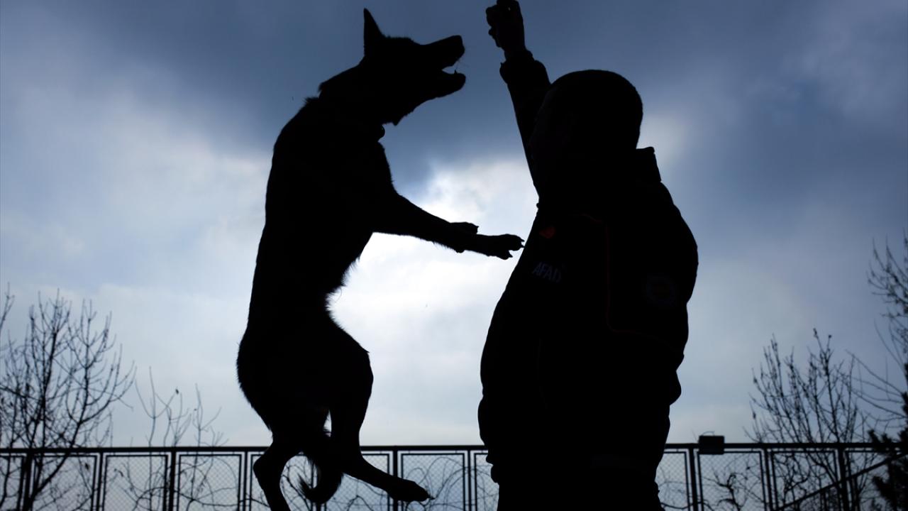 "Enkaz köpeklerinin iki yılda bir sınava alınması gerekiyor"