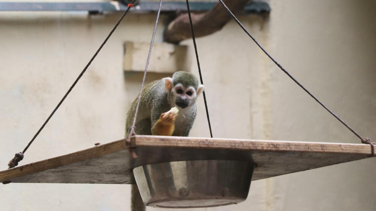 "Hepsinin diyeti biyolog tarafından hazırlanıyor"