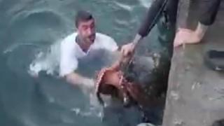 Ahtapotu denize atlayıp eliyle yakaladı