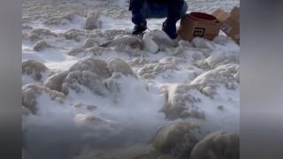 Buzda sıkışan martılar donarak ölmeden önce kurtarıldı