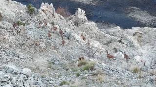 Artvin'de yaban keçileri sürü halinde görüntülendi