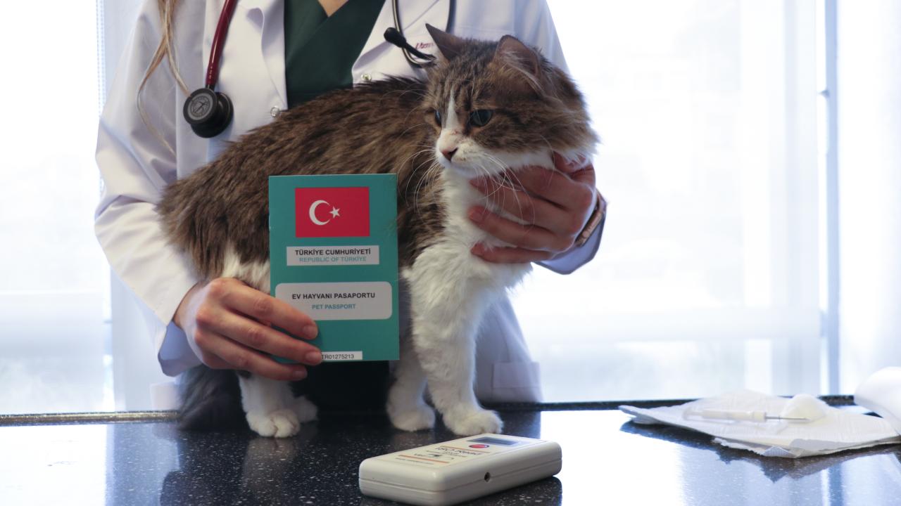 Evcil hayvanlara çip zorunluluğu yürürlüğe girdi