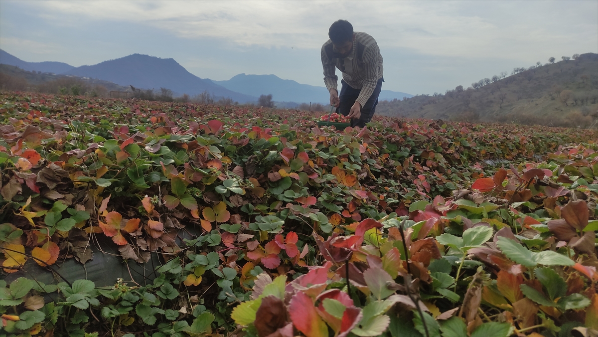 "Mereto Dağı`nda kar, bizim bahçelerde ise çilek var"