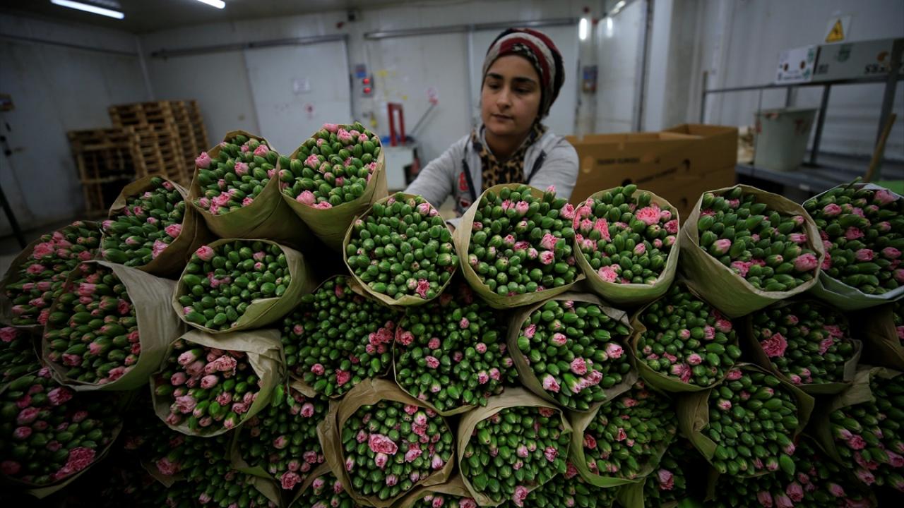 İhracatta çeşitlilik artıyor