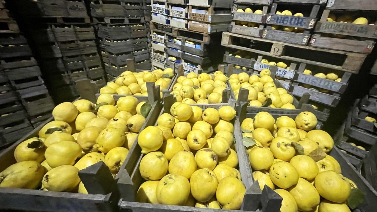 Türkiye`de ayva üretimine yönelik çeşitli destekler sağlandı