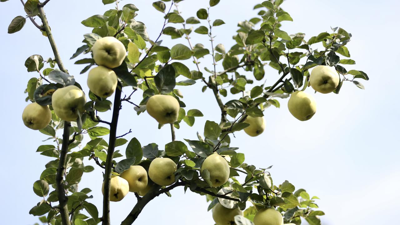 Ayva üretiminin yüzde 60`a yakını Geyve`de yapılıyor