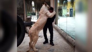 Evlatlık aslan ile 1,5 yıl sonra ilk buluşma