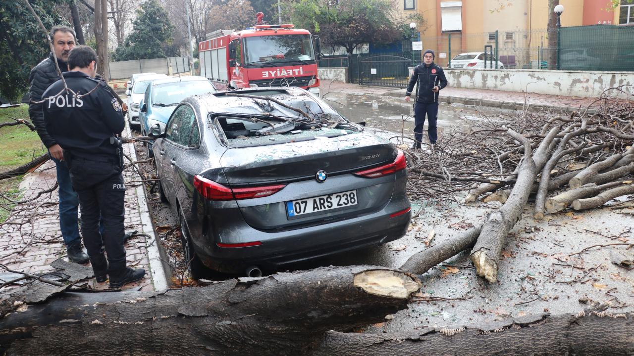 Otomobilin üzerine ağaç devrildi