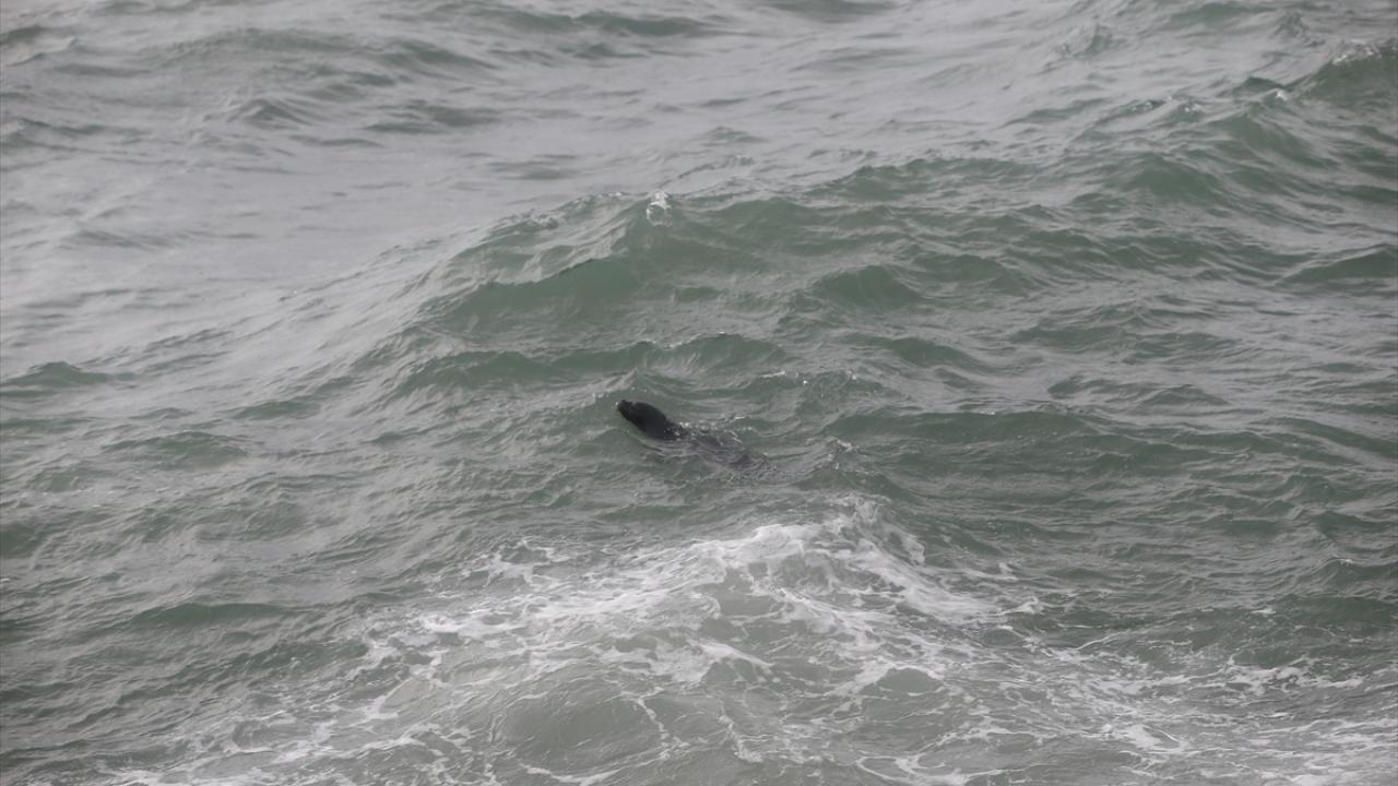 Akdeniz foku görüntülendi