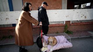 Hasta köpeği için el arabası tasarladı