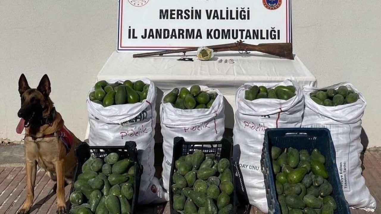 Bahçeden avokado çalan 3 şüpheli Mersin'de yakalandı