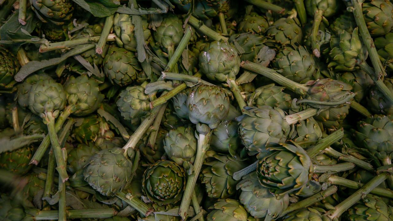 Urla sakız enginarı