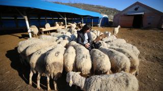 Karavanla ziyarete geldiği köyünde devlet desteğiyle besiciliğe başladı