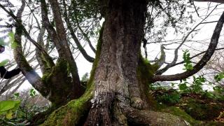 Küre Dağları'nda tesadüfen bulunan 661 yıllık kayacık ağacı koruma altına alınacak