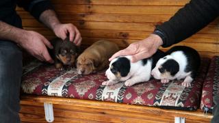 Durakta doğum yapan köpek ve yavrularına taksiciler sahip çıktı