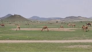 Mekke'de yağışların ardından dağlar ve ovalar yeşile büründü