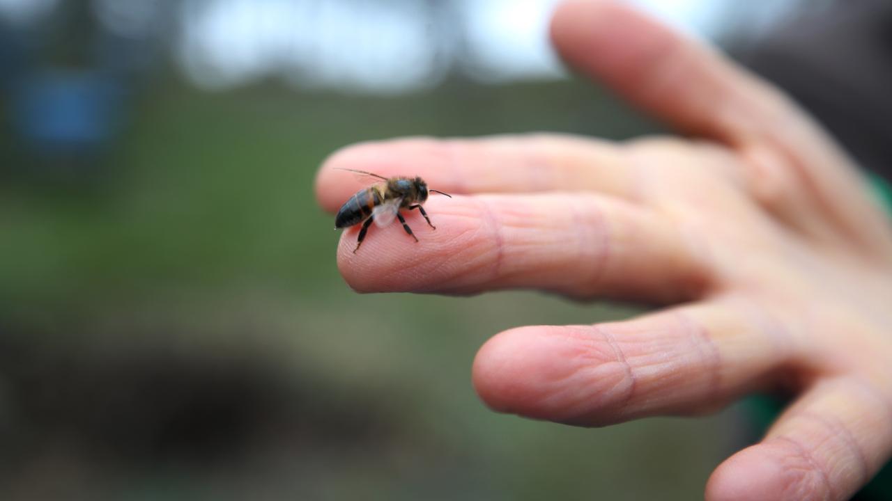 "İstenmeyen hava sıcaklıkları arıları da çeşitli hastalıklara maruz bırakabiliyor"