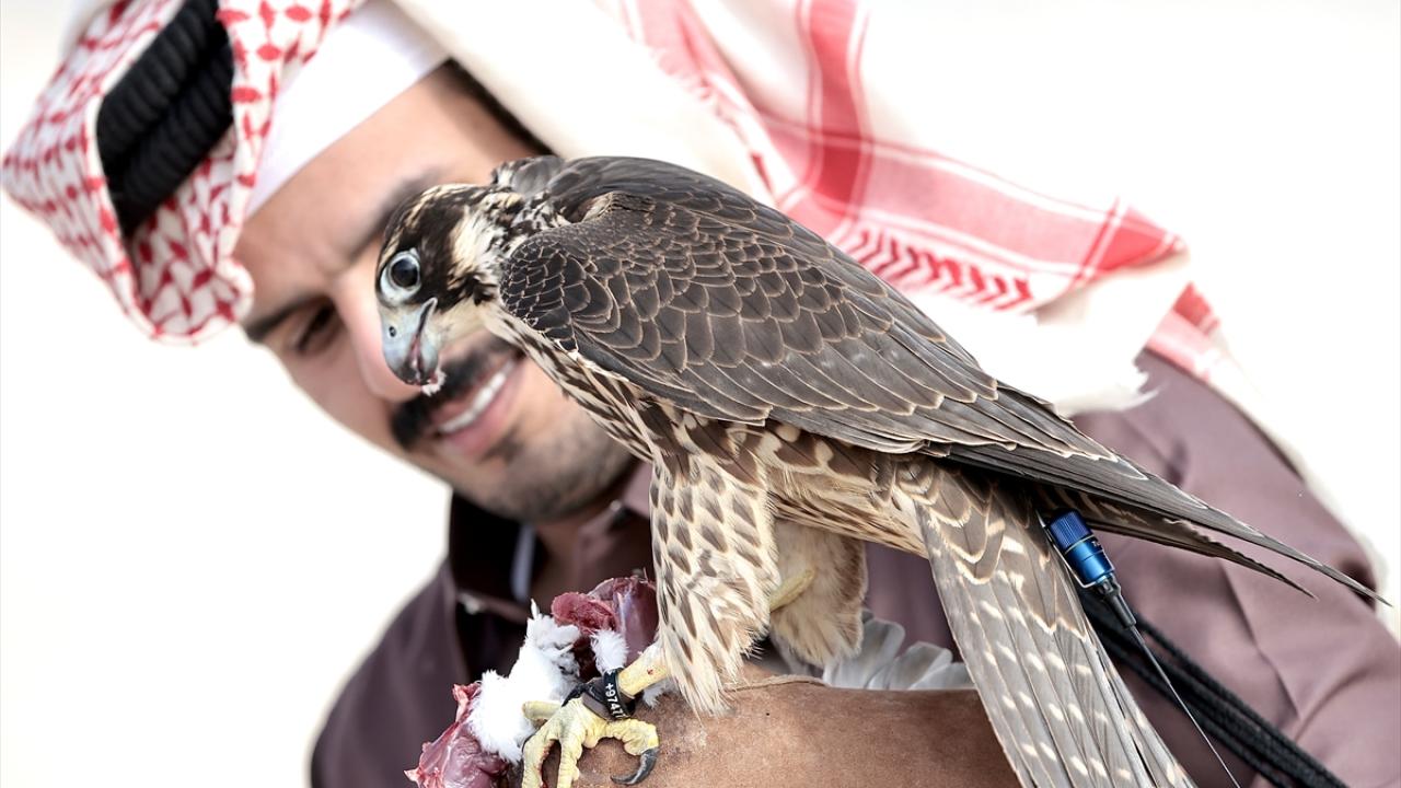 Şahin ve doğanlar birçok etkinlikte yerlerini alıyor