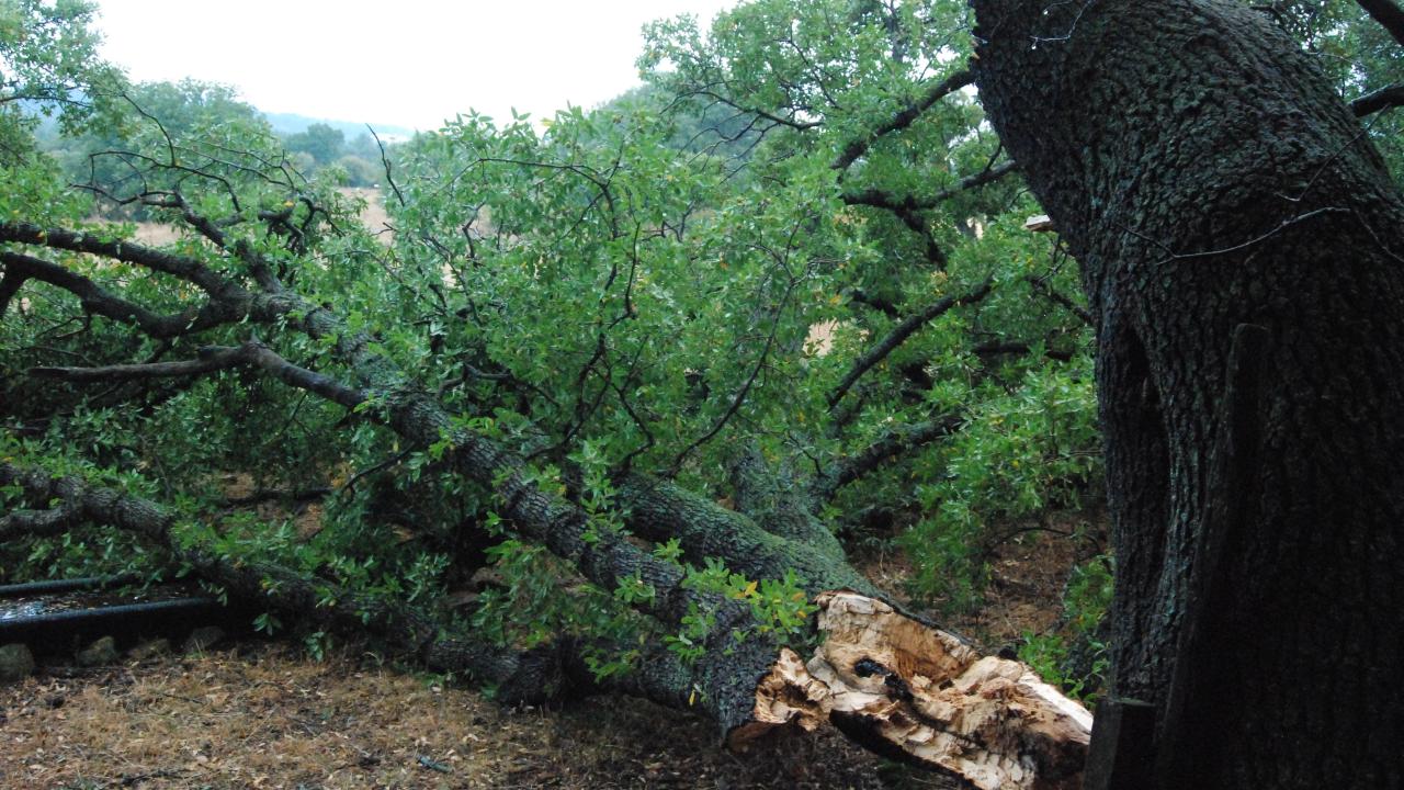 Çanakkale / Turuncu