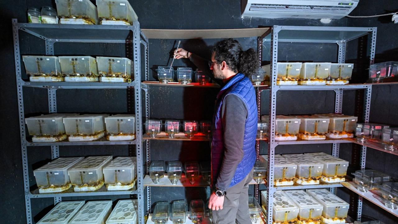 "Bu arılar genellikle Akdeniz Bölgesi`ndeki illerden temin ediliyor"