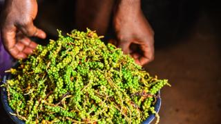 Kamerun'da beyaz biber hasadı