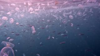 İstanbul Boğazı'nda denizanası istilası