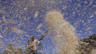 Etiyopya'daki Oromoların günlük yaşamı