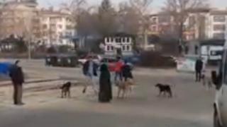 Başıboş köpekler genç kıza korku dolu anlar yaşattı