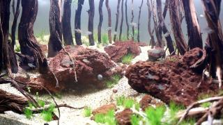 Akvaryumda doğa tasarımı