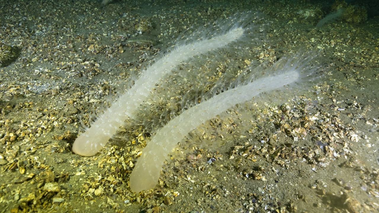 "Deniz kalemlerinin bu derinliklerde büyük popülasyon oluşturmaları sıra dışı"