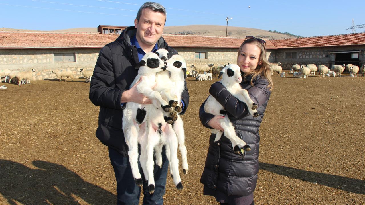 9 koyun üçüz, 130 koyun ikiz yavruladı