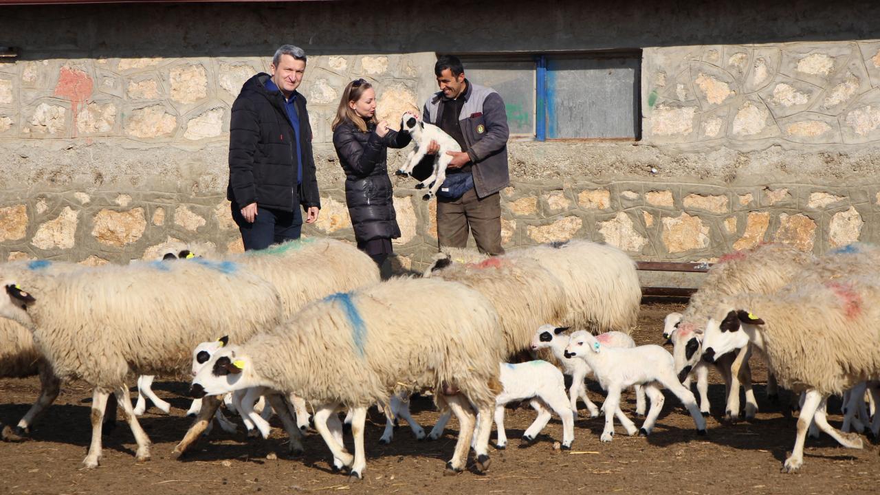 “6 bine yakın sayıda kuzunun doğmasını bekliyoruz”