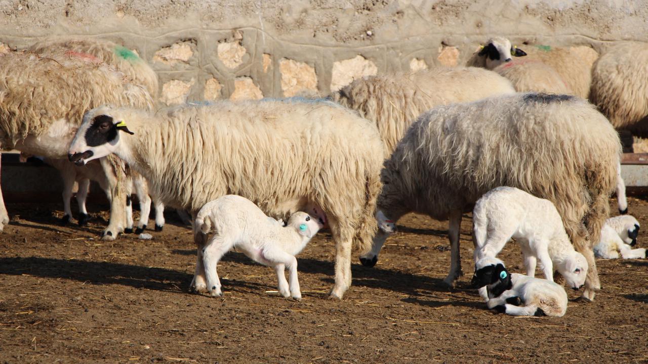 “Bin tane kuzunun içinde olsun fark etmez, annesini buluyor”