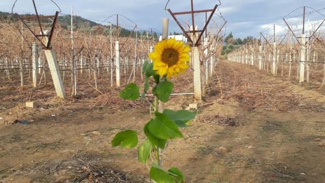 Manisa’da ocak ayında ayçiçeği açtı