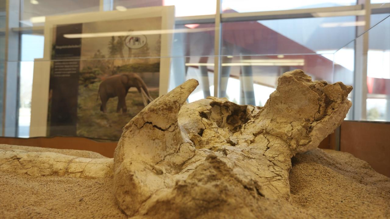 "At üç toynağa sahip"