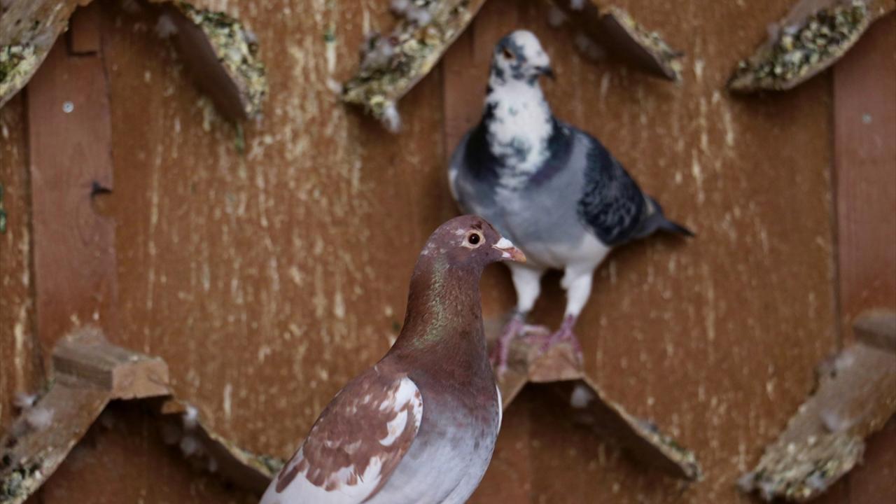 "Yavru ve büyükler kategorilerinde yılda iki yarışımız oluyor"
