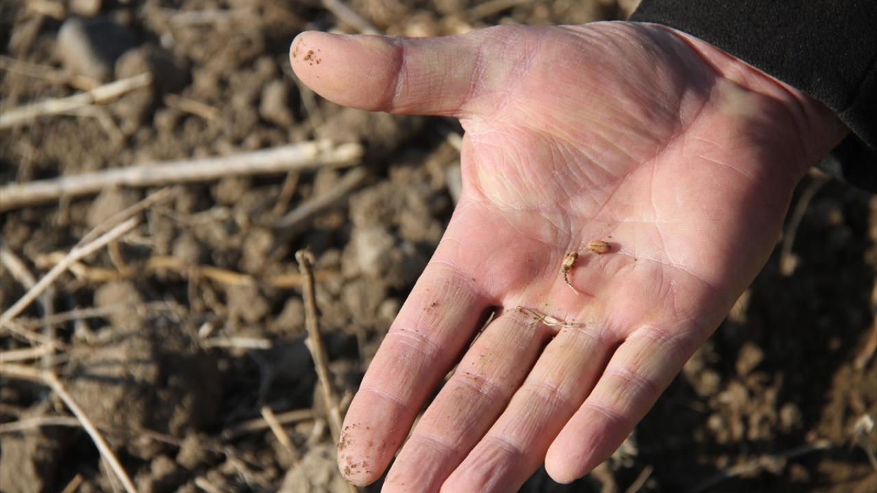 "Buğdaylarımızın tanelerini kargalar topluyor"