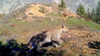 Anadolu Leoparı iki ayrı bölgede bir kez daha görüntülendi