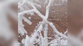 Malatya'da kırağı ağaçların dallarını kırdı