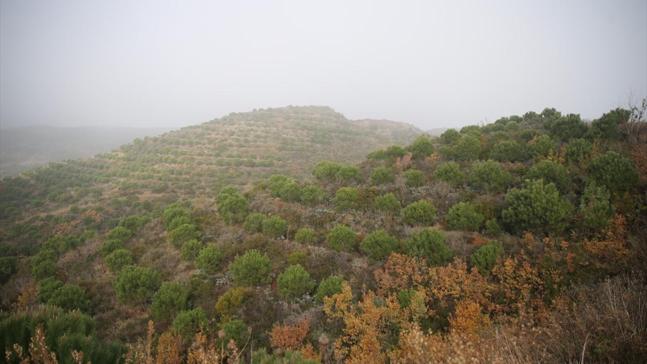 "Amanoslar biyoçeşitlilik açısından önemli bir bölge"