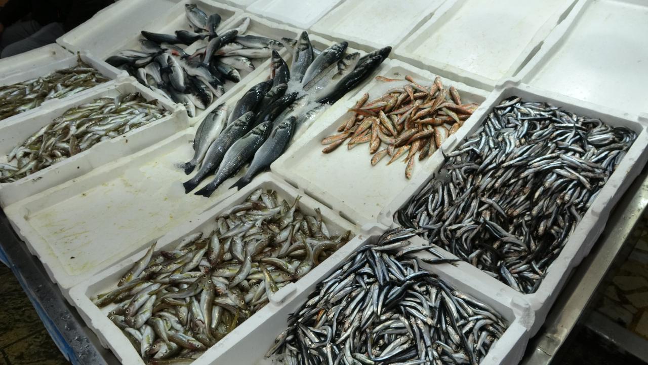 “Hamsi boyutu 9 santimetre altına düşerse bir ay sonra sezonda son rötuşları yaparız”