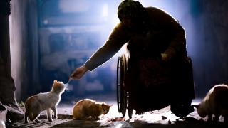 İdlib'de savaş mağduru kadın kedilerinden vazgeçmiyor