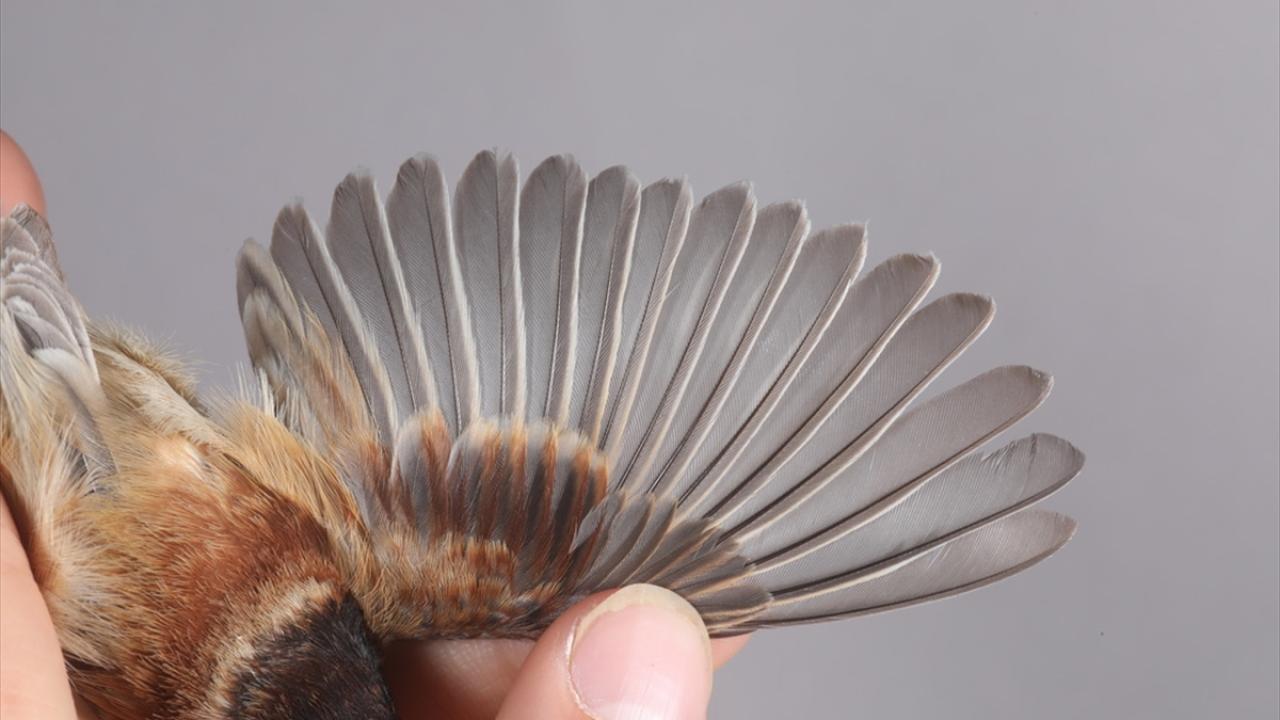 Türkiye`deki türlerin 3`te 2`si Aras Nehri Kuş Cenneti`nde yaşıyor