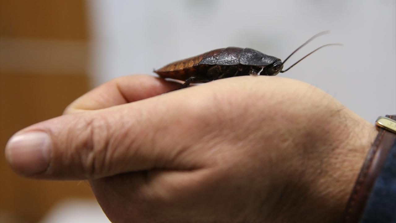 Faydalı böcekler nasıl üretiliyor?