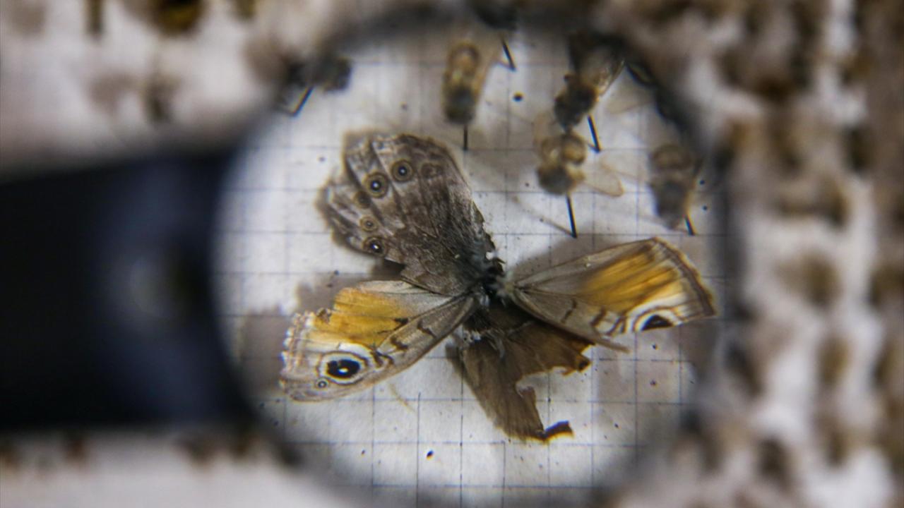 "Bu yıl yüzde 90 başarı yakaladım"