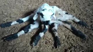 Diyarbakır'da 6 bacaklı kuzu doğdu