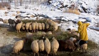 Besiciler kar örtüsü üzerinde hayvanlarını besliyor
