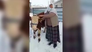Erzurum depremini yaşadı, boğasını depremzedeler için sattı