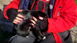 Enkazda yerini kedileri gösterdi