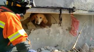 Portekiz'den gelen ekip enkazdan bir köpeği kurtardı: Hadi dostum